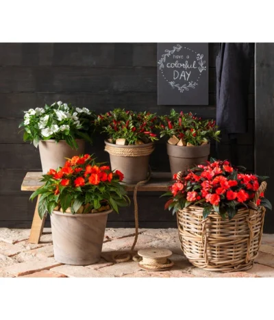 Edellieschen, Verschiedene Farben -Haus Pflanzen Welt 8814634 WE MO 001 ImpatiensNeuGuineaEdellieschen 2021 GC15