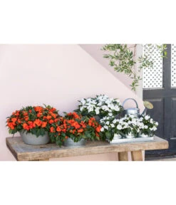 Edellieschen, Verschiedene Farben -Haus Pflanzen Welt 8814634 WE MO 001 ImpatiensT12 1