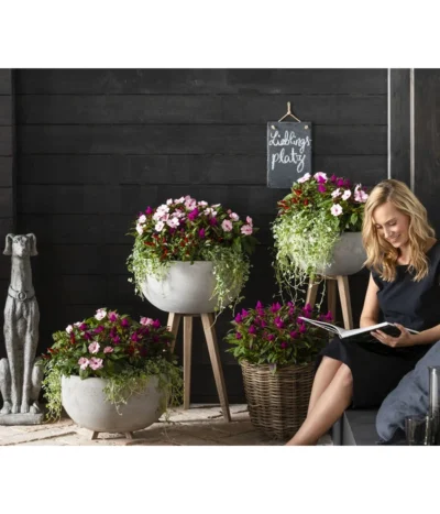 Silberregen -Haus Pflanzen Welt 8814634 WE MO 003 ImpatiensNeuGuineaDichondraCelosiaVenezuela2021GC15