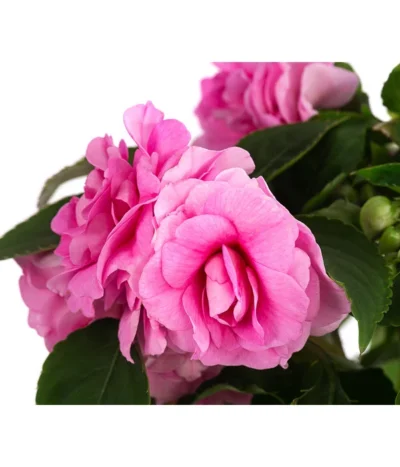 Fleißiges Lieschen, Gefüllt, Verschiedene Farben 12 Fleißiges Lieschen, Gefüllt, Verschiedene Farben -Haus Pflanzen Welt 8814659 WE DE 001 ImpatiensWallGefT12