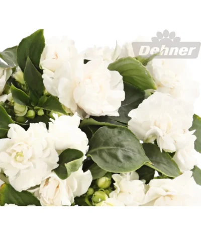 Fleißiges Lieschen, Gefüllt, Verschiedene Farben 13 Fleißiges Lieschen, Gefüllt, Verschiedene Farben -Haus Pflanzen Welt 8814659 WE DE 001 ImpatiensWallerianaGefuelltWeissDehnerExpressHerzig