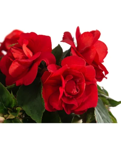 Fleißiges Lieschen, Gefüllt, Verschiedene Farben 11 Fleißiges Lieschen, Gefüllt, Verschiedene Farben -Haus Pflanzen Welt 8814659 WE DE 002 ImpatiensWallGefT12