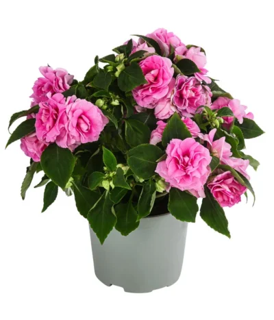 Fleißiges Lieschen, Gefüllt, Verschiedene Farben 9 Fleißiges Lieschen, Gefüllt, Verschiedene Farben -Haus Pflanzen Welt 8814659 WE FS 001 ImpatiensWallGefT12