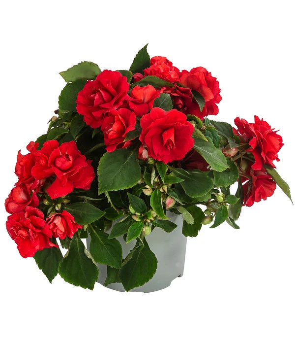 Fleißiges Lieschen, Gefüllt, Verschiedene Farben 3 Fleißiges Lieschen, Gefüllt, Verschiedene Farben