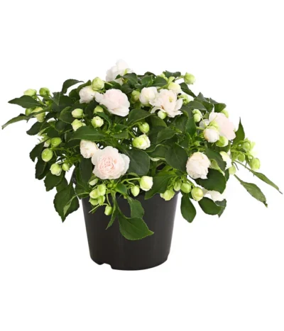 Fleißiges Lieschen, Gefüllt, Verschiedene Farben 10 Fleißiges Lieschen, Gefüllt, Verschiedene Farben -Haus Pflanzen Welt 8814659 WE FS 014 FleissigesLieschenGefuelltImpatiensWallerianaT12