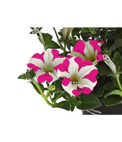 Hängepetunie 'Pink Heart®' -Haus Pflanzen Welt 8814899 WE DE 001 HaengepetuniePinkHeart