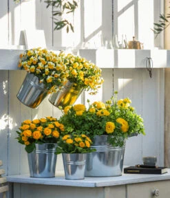 Rosenprimel 'Belarina', Verschiedene Farben -Haus Pflanzen Welt 8815011 8808214 8806606 WE MO 001 RanunkelHornveilchenRosenprimel 1