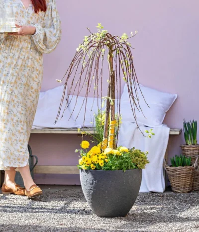 Dehner Gourmet Garten Zitronen-Thymian 9 Dehner Gourmet Garten Zitronen-Thymian -Haus Pflanzen Welt 8815011 WE MO 001 FrueheFarbefuersZuhauseGelb