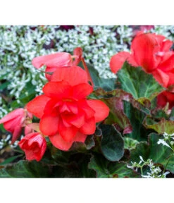 Knollenbegonie, Verschiedene Farben 18 Knollenbegonie, Verschiedene Farben -Haus Pflanzen Welt 8815110 PR MO 001 BegoniaBegonieBGALucknerMai2017