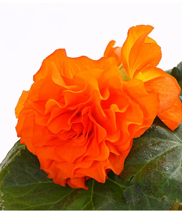 Knollenbegonie, Verschiedene Farben 9 Knollenbegonie, Verschiedene Farben – Bild 7