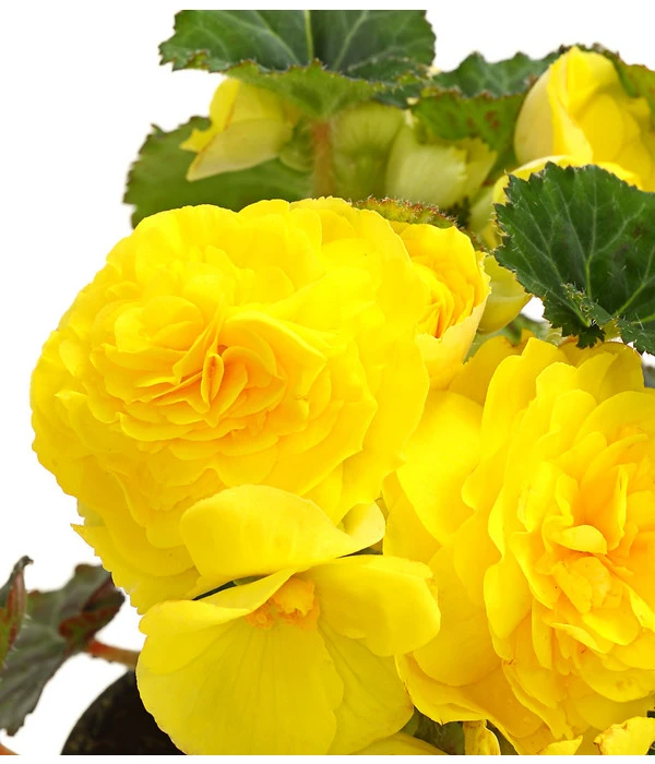 Knollenbegonie, Verschiedene Farben 10 Knollenbegonie, Verschiedene Farben – Bild 8