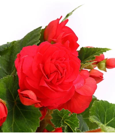 Knollenbegonie, Verschiedene Farben -Haus Pflanzen Welt 8815110 WE DE 003 KnollenbegonieBegoniaTuberhybridaT12OWDehnerExpressHerzig