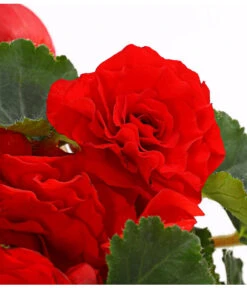 Knollenbegonie, Verschiedene Farben 22 Knollenbegonie, Verschiedene Farben -Haus Pflanzen Welt 8815110 WE DE 004 KnollenbegonieBegoniaTuberhybridaT12OWDehnerExpressHerzig