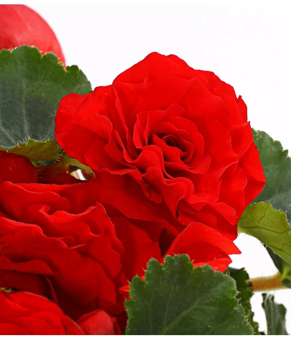 Knollenbegonie, Verschiedene Farben 12 Knollenbegonie, Verschiedene Farben – Bild 10