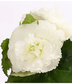 Knollenbegonie, Verschiedene Farben 23 Knollenbegonie, Verschiedene Farben -Haus Pflanzen Welt 8815110 WE DE 005 KnollenbegonieBegoniaTuberhybridaT12OWDehnerExpressHerzig