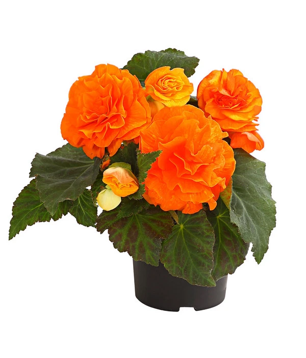 Knollenbegonie, Verschiedene Farben 3 Knollenbegonie, Verschiedene Farben