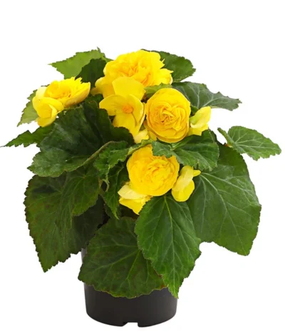 Knollenbegonie, Verschiedene Farben -Haus Pflanzen Welt 8815110 WE FS 002 KnollenbegonieBegoniaTuberhybridaT12OWDehnerExpressHerzig