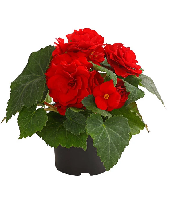 Knollenbegonie, Verschiedene Farben 6 Knollenbegonie, Verschiedene Farben – Bild 4