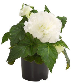 Knollenbegonie, Verschiedene Farben 17 Knollenbegonie, Verschiedene Farben -Haus Pflanzen Welt 8815110 WE FS 005 KnollenbegonieBegoniaTuberhybridaT12OWDehnerExpressHerzig