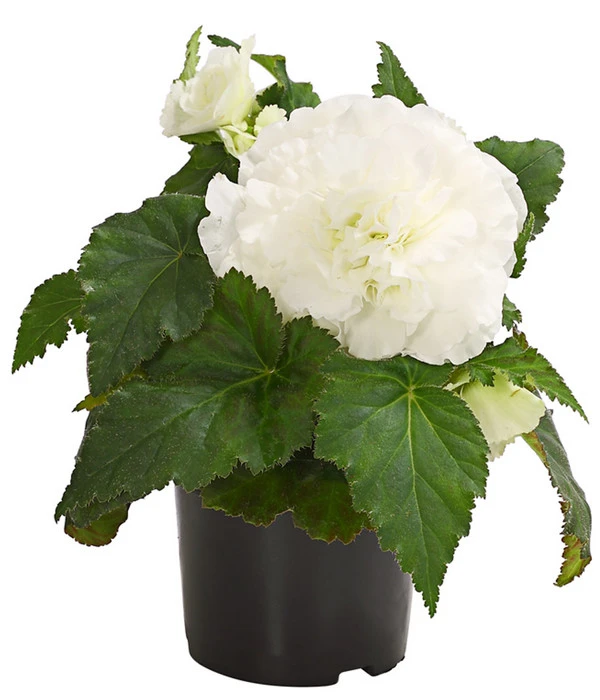 Knollenbegonie, Verschiedene Farben 7 Knollenbegonie, Verschiedene Farben – Bild 5