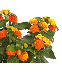 Wandelröschen 7 Wandelröschen -Haus Pflanzen Welt 8815292 PR de 001 WandelroeschenLantanaCamaraT12DehnerExpressHerzig