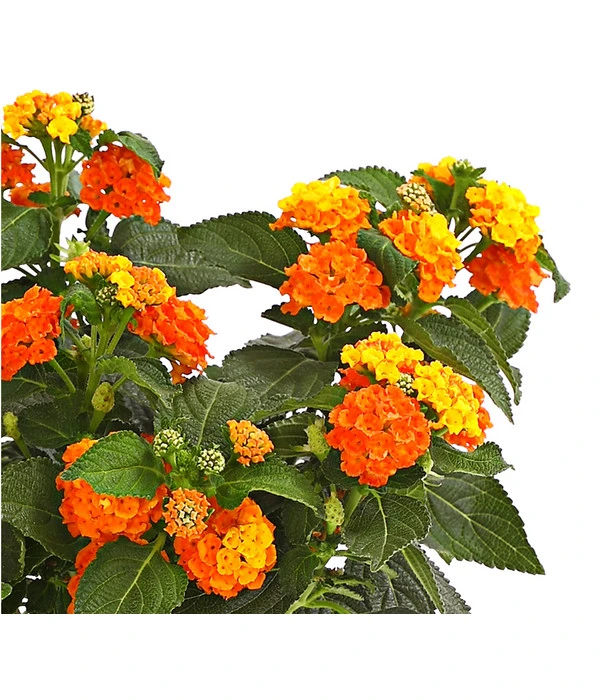 Wandelröschen 5 Wandelröschen – Bild 3