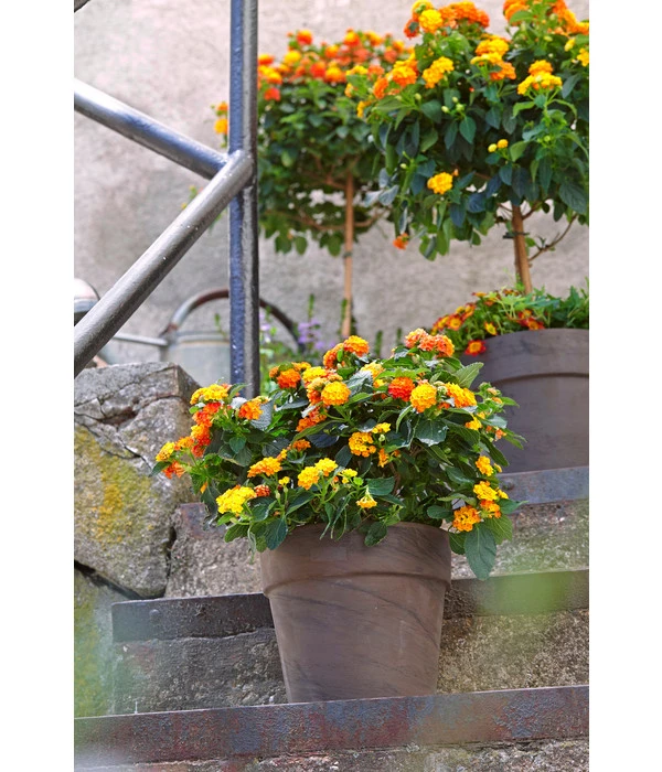 Wandelröschen 4 Wandelröschen – Bild 2