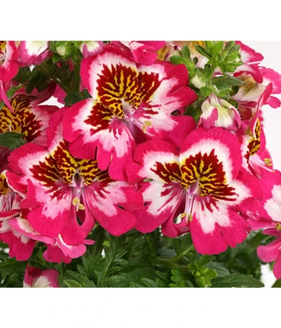 Bauernorchidee -Haus Pflanzen Welt 8815367 PR DE 001 SchizanthusT12DehnerExpressHerzig