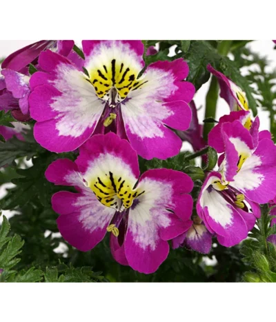 Bauernorchidee -Haus Pflanzen Welt 8815367 PR DE 002 SchizanthusT12DehnerExpressHerzig