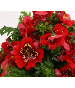 Bauernorchidee -Haus Pflanzen Welt 8815367 PR DE 003 SchizanthusT12DehnerExpressHerzig