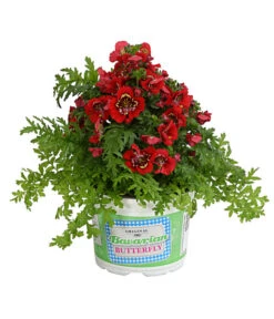 Bauernorchidee -Haus Pflanzen Welt 8815367 PR FS 003 SchizanthusT12DehnerExpressHerzig