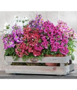 Bauernorchidee -Haus Pflanzen Welt 8815367 PR MO 002 SchizanthusT12BL18NEUUveSauer