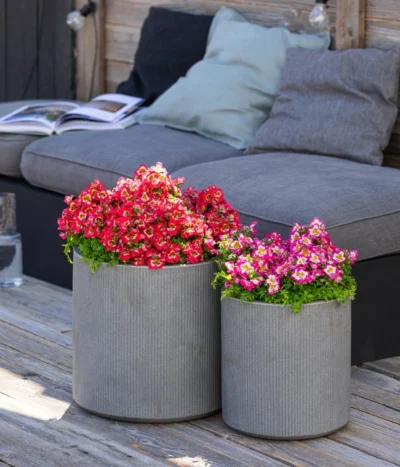 Bauernorchidee -Haus Pflanzen Welt 8815367 WE MO 001 Bauernorchidee