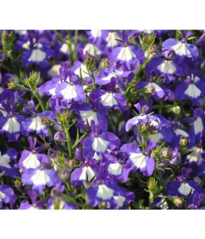 Männertreu 'Blue Eye' -Haus Pflanzen Welt 8815649 WE DE 002LobeliaErinusBlueEyeJPR2012StefanGloede