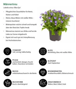 Männertreu 'Blue Eye' -Haus Pflanzen Welt 8815649 WE IG 001 Maennertreu