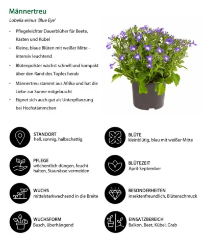 Männertreu 'Blue Eye' -Haus Pflanzen Welt 8815649 WE IG 001 Maennertreu