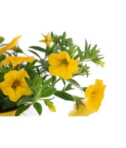 Minihängepetunie, Gelb 5 Minihängepetunie, Gelb -Haus Pflanzen Welt 8815722 WE DE 001 MinihaengepetunieT12