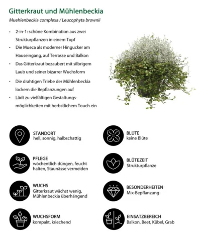 Mueca - Gitterkraut Und Mühlenbeckia -Haus Pflanzen Welt 8815763 WE IG 001 MuecaT13MuehlenbeckiaCalocephalus