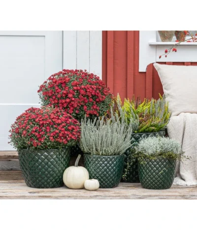 Dehner Keramik-Topf Elite -Haus Pflanzen Welt 8815763 WE MO 001 KnospenheideCallunaFluffyT11