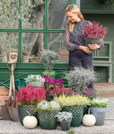 Mueca - Gitterkraut Und Mühlenbeckia -Haus Pflanzen Welt 8815763 WE MO 001 MuecaGitterkrautMuehlenbeckia