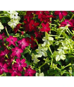 Ziertabak, Verschiedene Farben -Haus Pflanzen Welt 8815870 BildFS 001 ZiertabakNicotianaSanderae