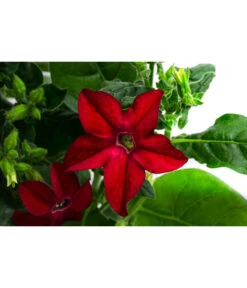 Ziertabak, Verschiedene Farben -Haus Pflanzen Welt 8815870 WE DE 001 NicotianaSanderaeT12