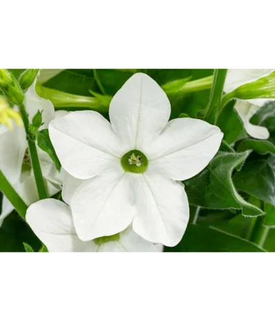 Ziertabak, Verschiedene Farben -Haus Pflanzen Welt 8815870 WE DE 001 Nicotiana SanderaeT12