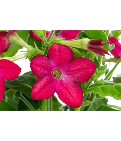 Ziertabak, Verschiedene Farben -Haus Pflanzen Welt 8815870 WE DE 002 NicotianaSanderaeT12