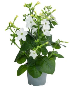 Ziertabak, Verschiedene Farben -Haus Pflanzen Welt 8815870 WE FS 004 NicotianaSanderaeT12