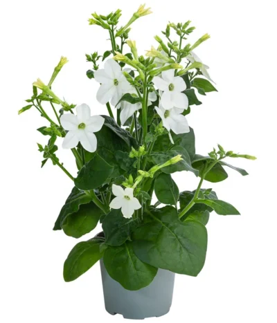 Ziertabak, Verschiedene Farben -Haus Pflanzen Welt 8815870 WE FS 004 NicotianaSanderaeT12