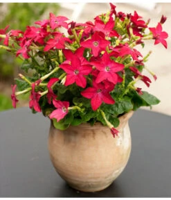 Ziertabak, Verschiedene Farben -Haus Pflanzen Welt 8815870 WE MO 003 DehnerZiertabakNicotianaAlataFloradania