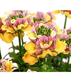 Elfenspiegel, Verschiedene Sorten 24 Elfenspiegel, Verschiedene Sorten -Haus Pflanzen Welt 8815888 PR DE 001 NemesiaElfenspiegelT11DehnerExpressHerzig