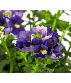 Elfenspiegel, Verschiedene Sorten 25 Elfenspiegel, Verschiedene Sorten -Haus Pflanzen Welt 8815888 PR DE 002 NemesiaElfenspiegelT11DehnerExpressHerzig