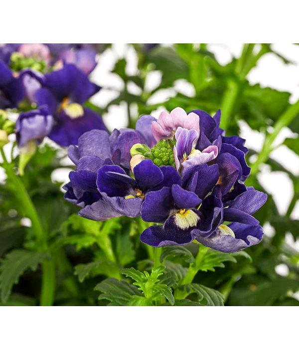 Elfenspiegel, Verschiedene Sorten 12 Elfenspiegel, Verschiedene Sorten – Bild 10